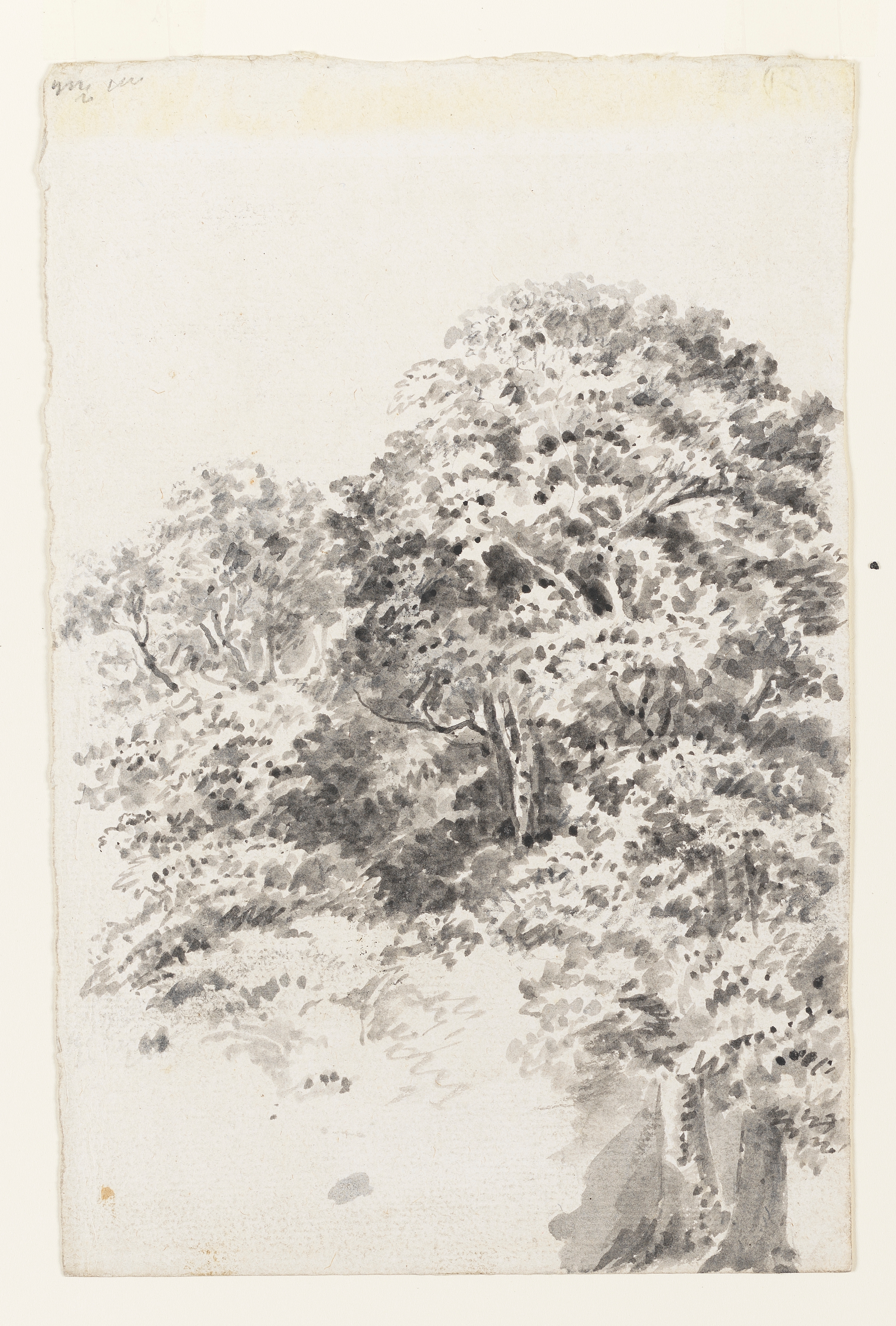 Drawing of trees. Inscribed on verso (handwritten in pencil): 'Joseph Wright of Derby' (William Bemrose's hand), and on recto, to upper right (handwritten in pencil): '12'. Made by Joseph Wright of Derby (1734 - 1797), c.1786 - 1790. Pencil and ink wash on laid paper. Displayed in a cream window mount.