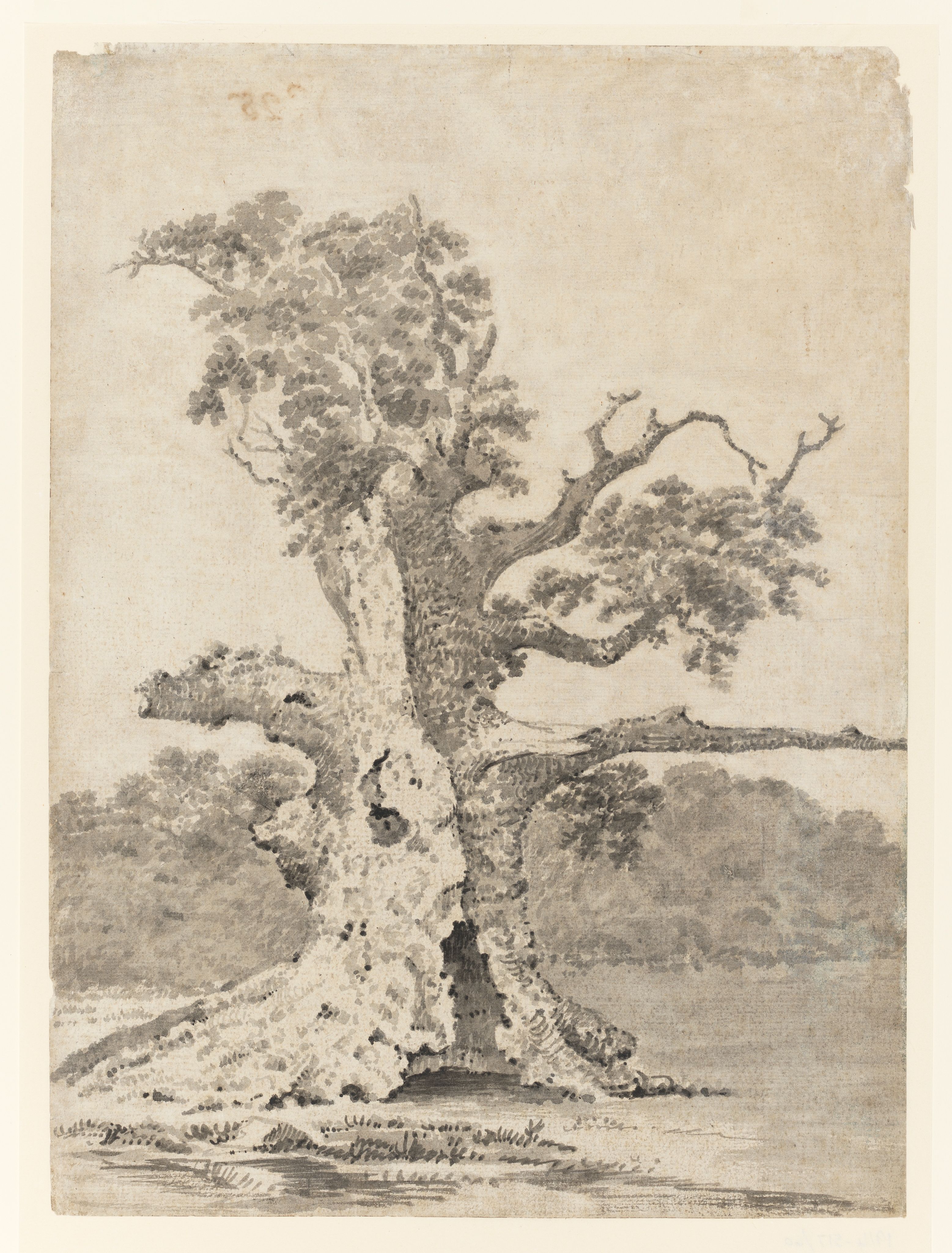 Drawing of a tree within a landscape. The tree is hollow and some of its limbs have been broken-off. Others are bare. Inscribed on verso (handwritten in pencil): 'N28'. This is visible on the recto above the tree. Made by Joseph Wright of Derby (1734-1797), c.1786-1790. Ink wash on paper. Displayed in a cream window mount.