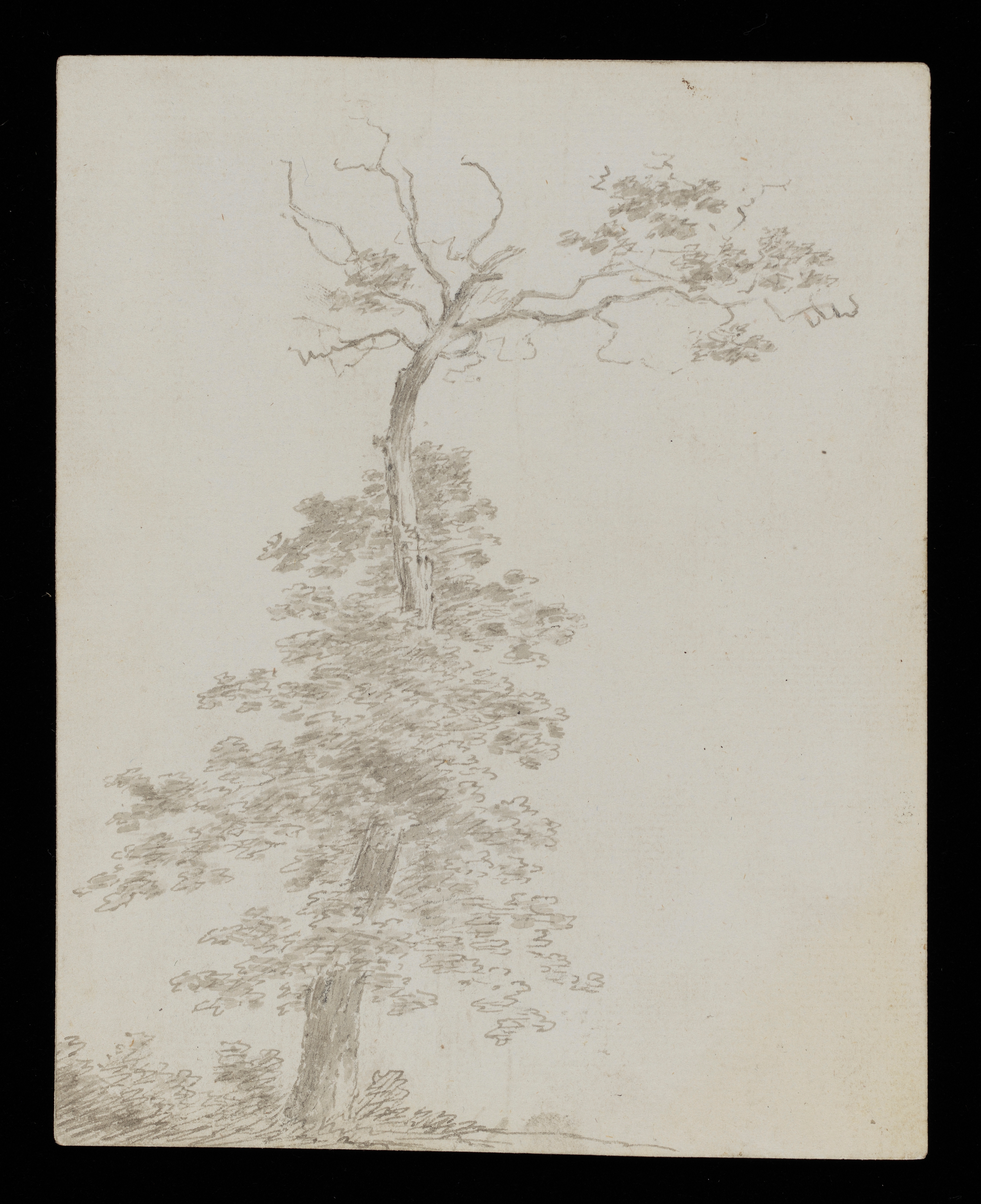 Drawing of a tree, leaning towards the right. The top-most branches are almost bare whilst further down it is thick with foliage. Inscribed on verso (handwritten in pencil): 'Wright of Derby (28)'. Made by Joseph Wright of Derby (1734-1797), c.1786-1790. Pen and ink over pencil on paper. Displayed in a cream window mount.