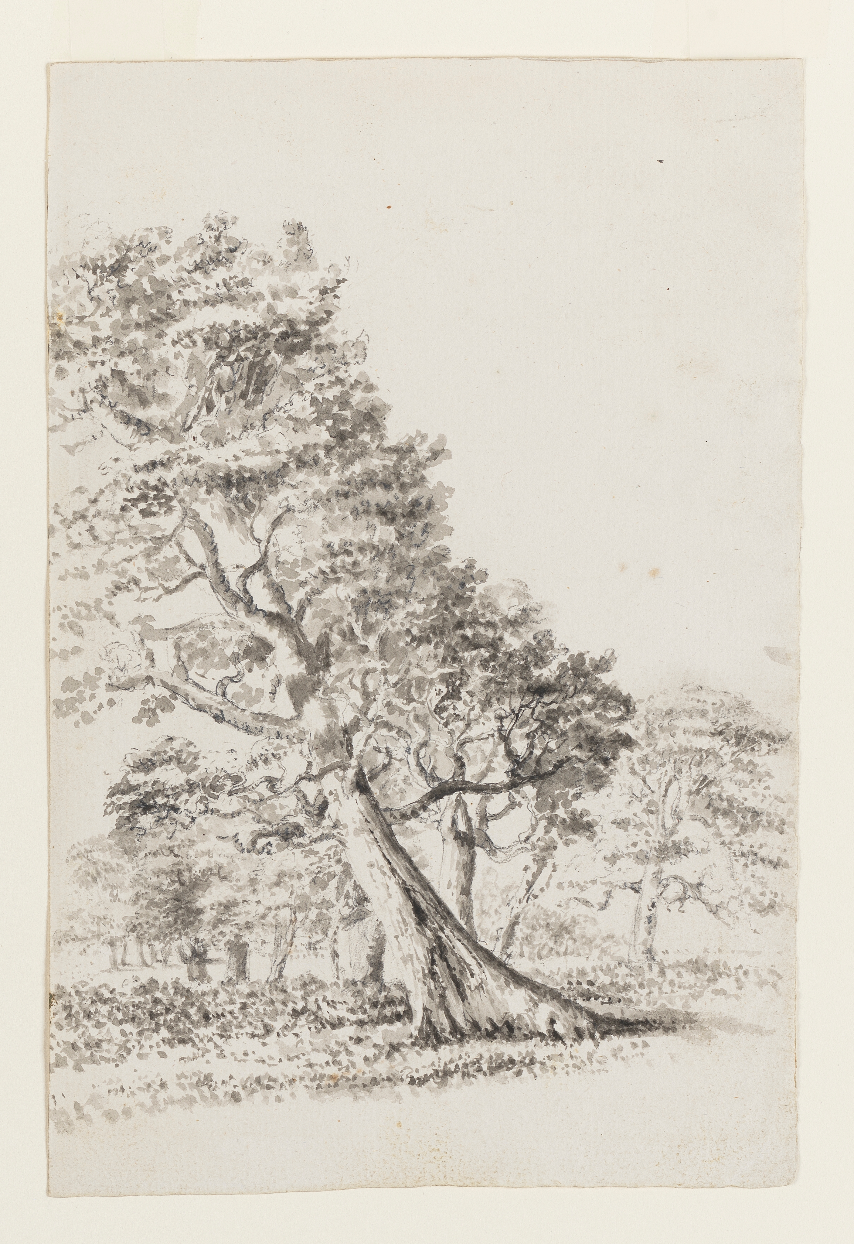 Drawing of a tree, leaning to the left, within a wooded landscape. Inscribed on verso (handwritten in pencil): 'Wright of Derby (5)'. Made by Joseph Wright of Derby (1734-1797), c.1786-1790. Pen and ink over pencil on laid paper. Displayed in a cream window mount.