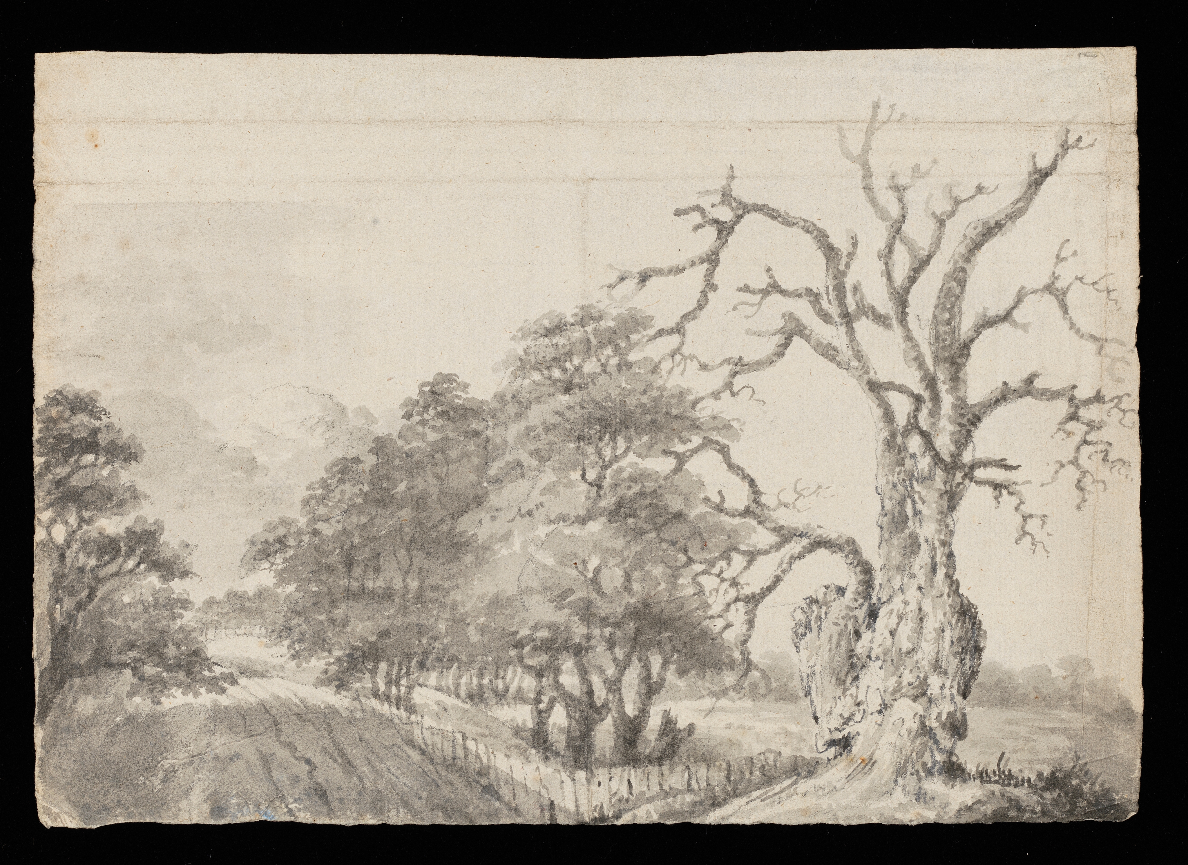 Drawing of a country road lined by trees with a dead tree to the right. Attributed to Joseph Wright of Derby (1734-1797), date unknown. Ink wash over pencil and charcoal on paper. Displayed in a cream window mount.