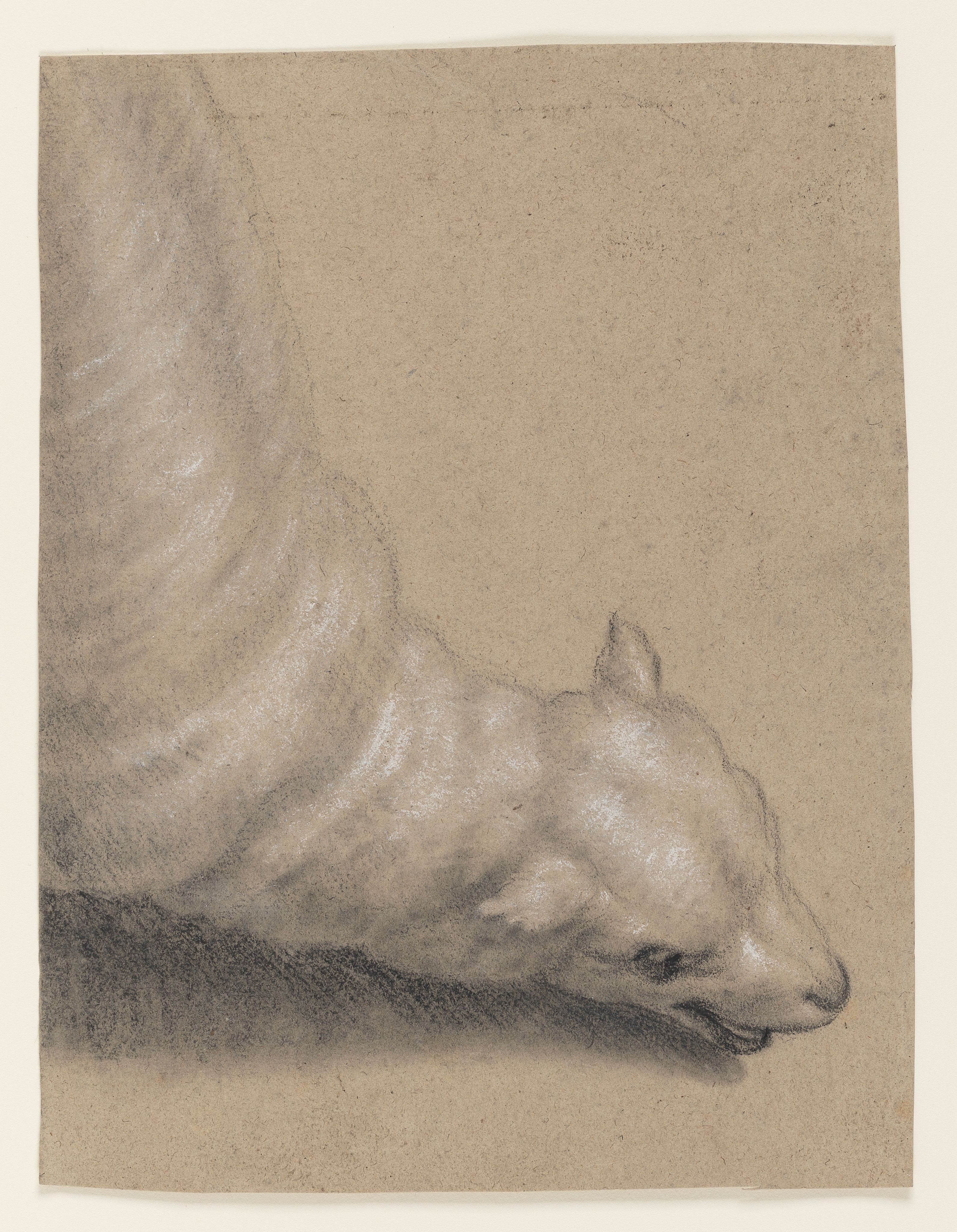 Study of a Lamb for the Portrait of Frances Warren,c.1762-4. Black and white chalk on brown paper. See Nicolson, cat.138, pl.48