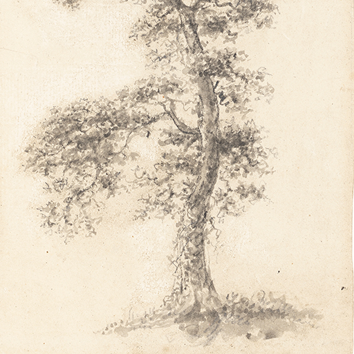 Drawing of a tree. The trunk curves out to the right and branch reaches out to the left. Inscribed on verso (handwritten in pencil): 'Joseph Wright of Derby' and '2' (William Bemrose's hand). Made by Joseph Wright of Derby (1734 - 1797), c. 1786 - 1790. Pencil and ink wash on paper. Displayed in a cream window mount.