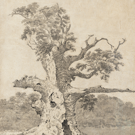 Drawing of a tree within a landscape. The tree is hollow and some of its limbs have been broken-off. Others are bare. Inscribed on verso (handwritten in pencil): 'N28'. This is visible on the recto above the tree. Made by Joseph Wright of Derby (1734-1797), c.1786-1790. Ink wash on paper. Displayed in a cream window mount.
