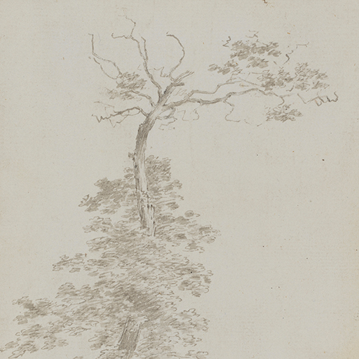 Drawing of a tree, leaning towards the right. The top-most branches are almost bare whilst further down it is thick with foliage. Inscribed on verso (handwritten in pencil): 'Wright of Derby (28)'. Made by Joseph Wright of Derby (1734-1797), c.1786-1790. Pen and ink over pencil on paper. Displayed in a cream window mount.