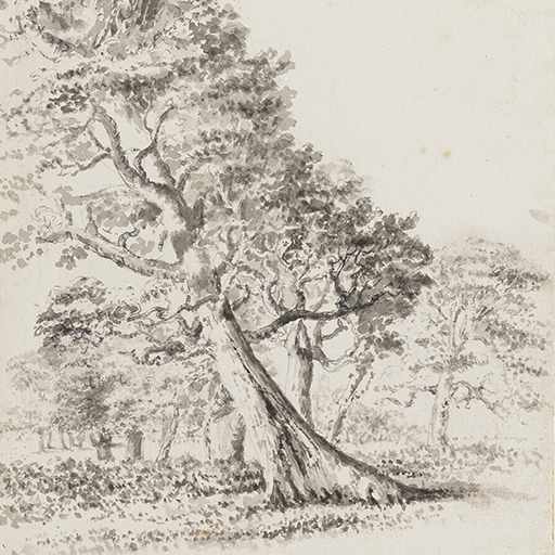 Drawing of a tree, leaning to the left, within a wooded landscape. Inscribed on verso (handwritten in pencil): 'Wright of Derby (5)'. Made by Joseph Wright of Derby (1734-1797), c.1786-1790. Pen and ink over pencil on laid paper. Displayed in a cream window mount.