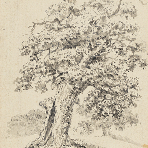 Drawing of a tree with a hollowed-out trunk. It grows on a rise and leans to the right. Further trees are visible behind it, to the left and right. Inscribed on verso (handwritten in pencil): '(6)'. Made by Joseph Wright of Derby (1734-1797), c.1786-90. Ink over pencil and charcoal on paper. Displayed in a cream window mount.